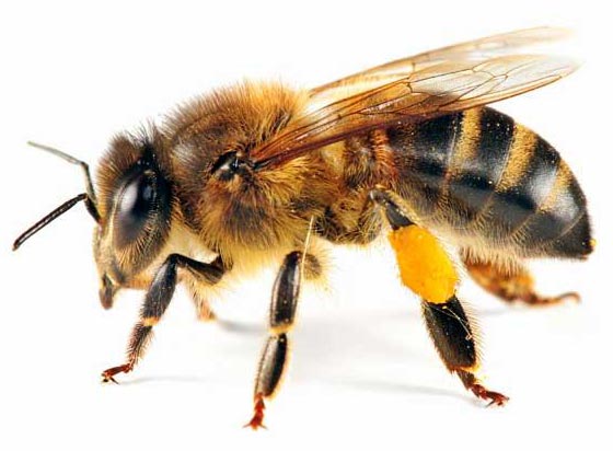 تفاوت زنبور قرمز با زنبور عسل - مهین فال