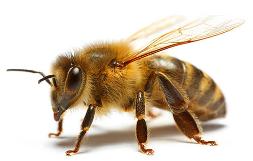 آشنایی با پرورش زنبور عسل و زنبورداری - شرکت مهندسی کشاورزی سپید خوشه نقش  جهان