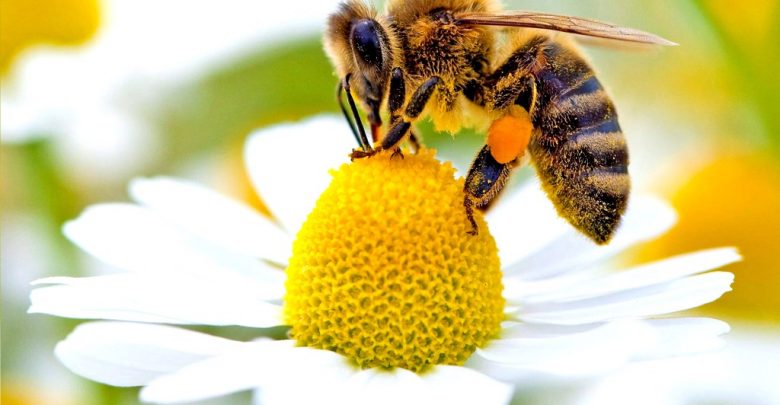 زنبور عسل،گرده افشانی، عسل و رفع ریزگردها - باغ قرآنی