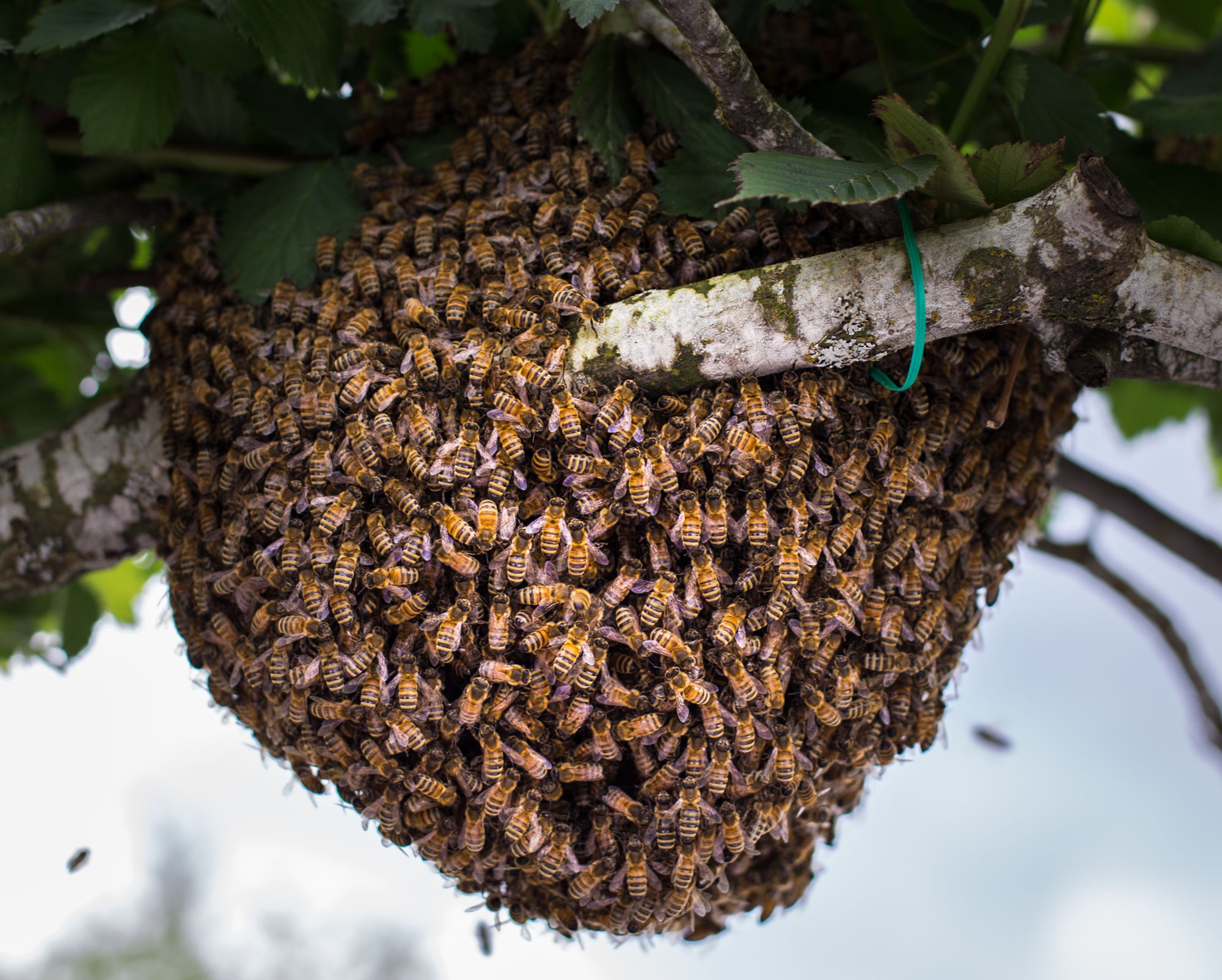 جانفشانی زنبورعسل برای گرم نگه داشتن کلونی در زمستان سرد | فیلم