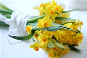 بوئیدن گل نرگس راهی برای پیشگیری از سرماخوردگی