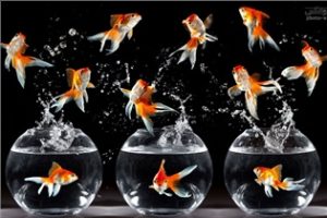 توصیه های بهداشتی درباره ماهی قرمز