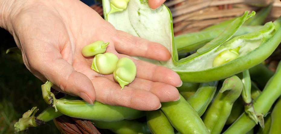 خوردن باقلا در بارداری و احتمال ابتلا به فاویسم