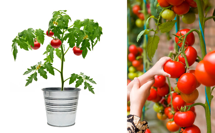 کاشت گوجه فرنگی در منزل