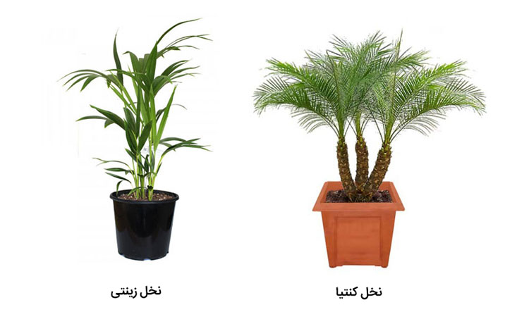 انواع نخل زینتی