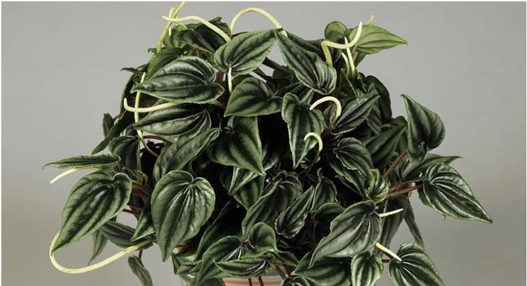 نگهداری از گیاه پپرومیا