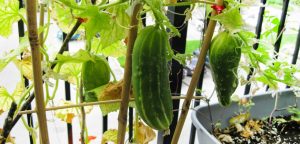 راهنمای کاشت خیار در منزل