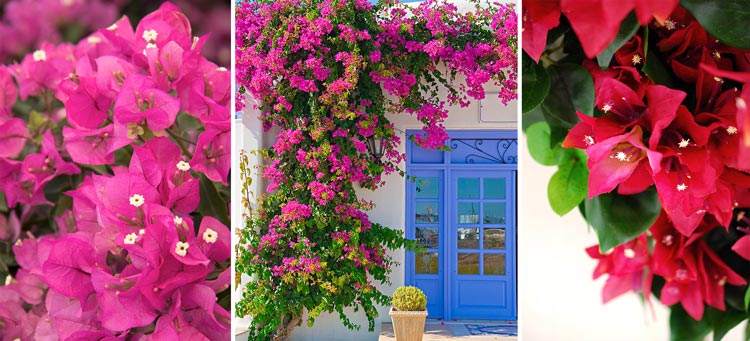 شرایط مناسب گل کاغذی کدامند؟