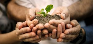 کاشت درخت، کی و کجا بکاریم؟