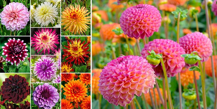 گل کوکب، گل زیبای پاییز