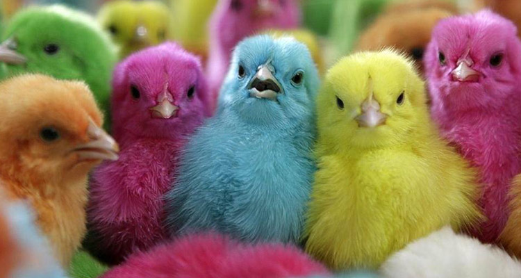 جوجه های رنگی